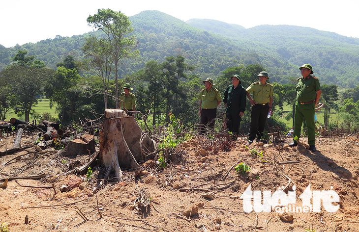 Cận cảnh 44ha rừng bị xóa sổ ở Bình Định - Ảnh 7.