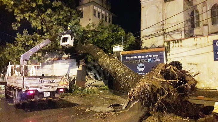 Sau cơn giông, cổ thụ bật gốc đổ ập xuống trường học - Ảnh 1.