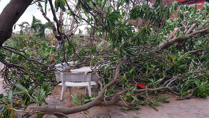 Cây bàng vuông ở đảo Trường Sa (Việt Nam) gãy đổ sau cơn bão số 16 năm 2017 - Ảnh tư liệu
