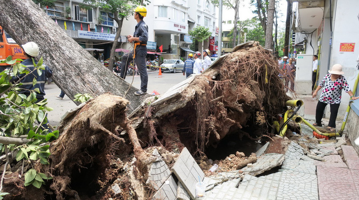 Khẩn trương kiểm tra hàng cây xanh trên đường Nguyễn Thái Bình - Ảnh 1.
