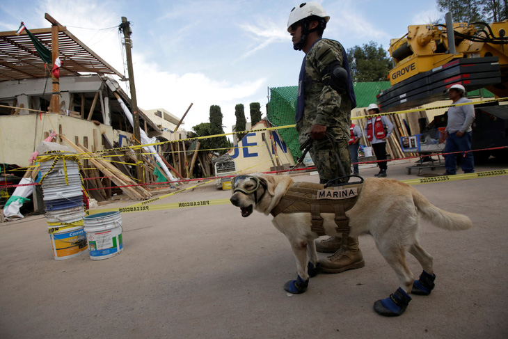 Chó cứu hộ trở thành anh hùng sau động đất Mexico - Ảnh 1.