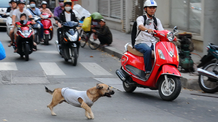 TP.HCM tiêu hủy chó thả rông bị bắt sau 72 giờ