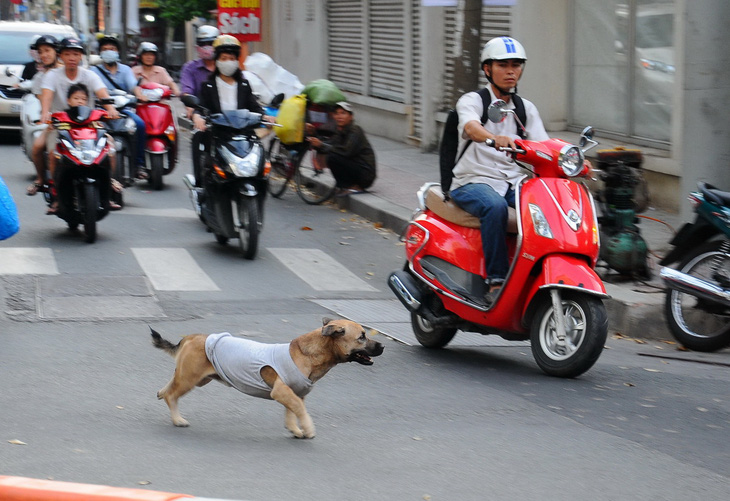 TP.HCM tiêu hủy chó thả rông bị bắt sau 72 giờ - Ảnh 2.