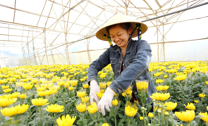 Chuyện Đà Lạt không phải ai cũng biết - Kỳ 7: Buổi đầu trồng rau - Ảnh 1.