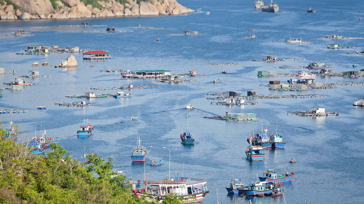 Khách tàu biển quốc tế đến cảng Cam Ranh theo tour mới sẽ xem cừu, trâu, trồng lúa nước - Ảnh 3.