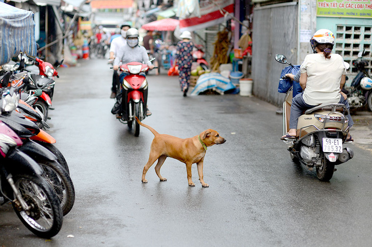 Chó thả rong trên đường Trần Khắc Chân, Q. Phú Nhuận, TP.HCM - Ảnh: QUANG ĐỊNH