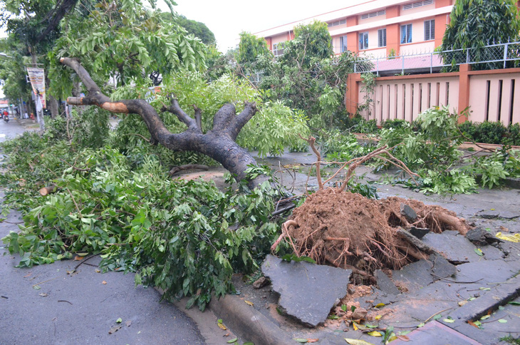 Hơn 300 cây xanh ở TP.HCM bị đổ, gãy do  bão số 14 - Ảnh 1.