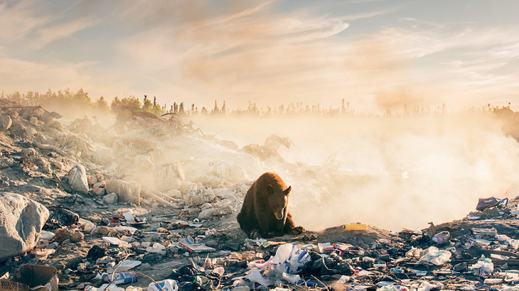 Nhói lòng cảnh gấu tuyệt vọng tìm thức ăn bên bãi rác