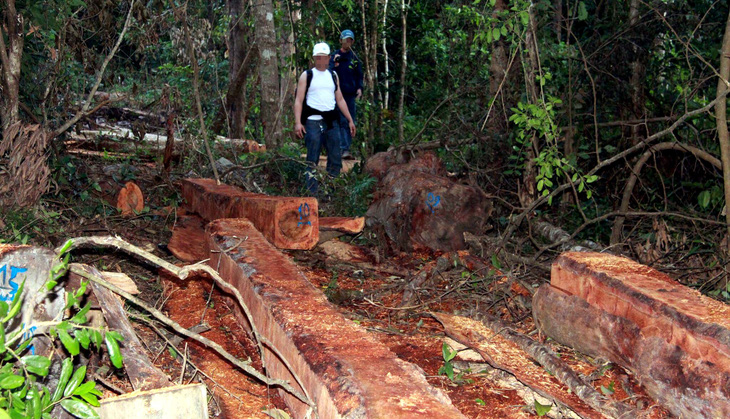 Chuyển hồ sơ bãi cưa xẻ gỗ trong rừng cho công an - Ảnh 1.