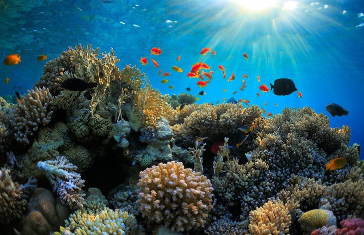 90% các rạn san hô có nguy cơ biến mất vào giữa thế kỷ - Ảnh 1.