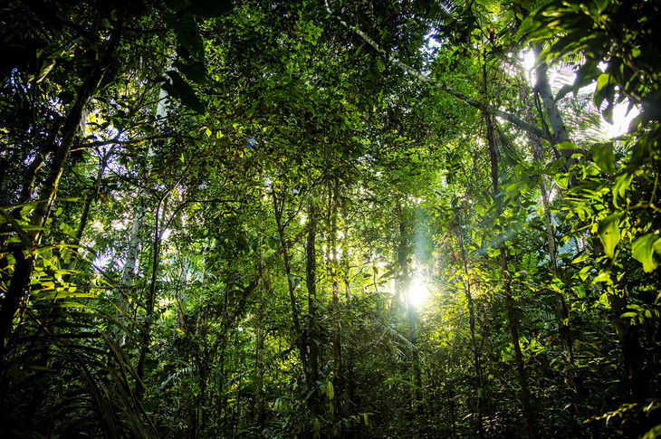 Phát hiện hơn 380 loài sinh vật mới tại rừng nhiệt đới Amazon - Ảnh 1.