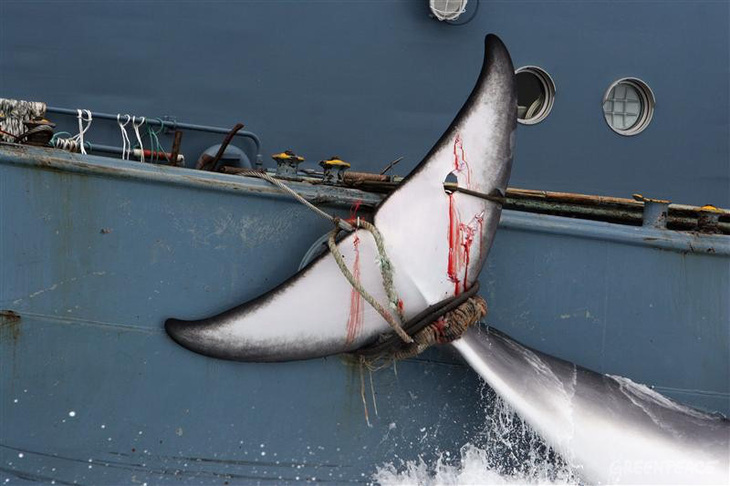 Nhật Bản bị chỉ trích về chiến dịch bắt cá voi ngoài khơi biển Đông