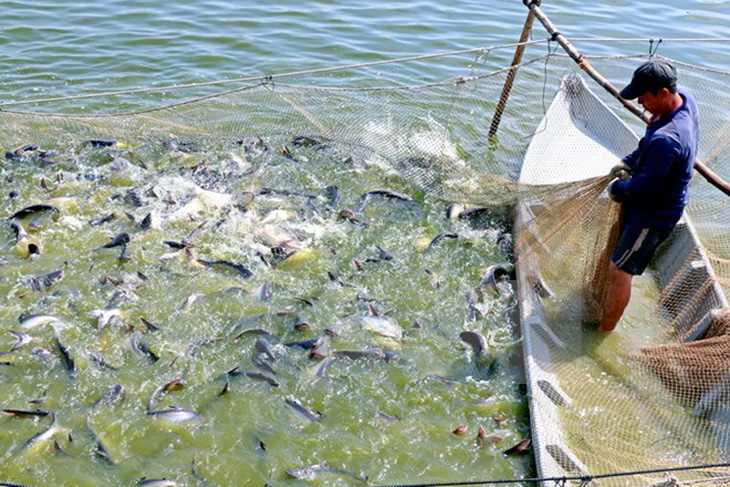 Giá cá tra nguyên liệu tại Đồng bằng sông Cửu Long ổn định ở mức cao - Ảnh 1.