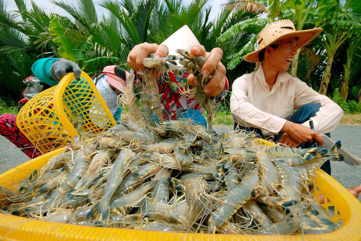 Tôm nguyên liệu ở Cà Mau đang tiếp tục đà tăng giá trở lại - Ảnh 1.