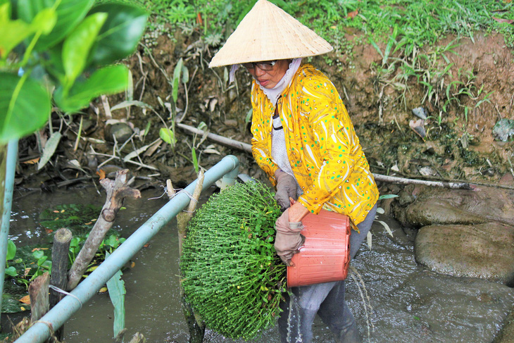 Làng hoa Cái Mơn run rẩy sau bão Tembin - Ảnh 1.