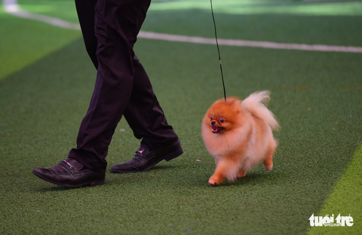 Xem cún cưng tranh tài trong Dog show 2017 tại Sài Gòn - Ảnh 8.