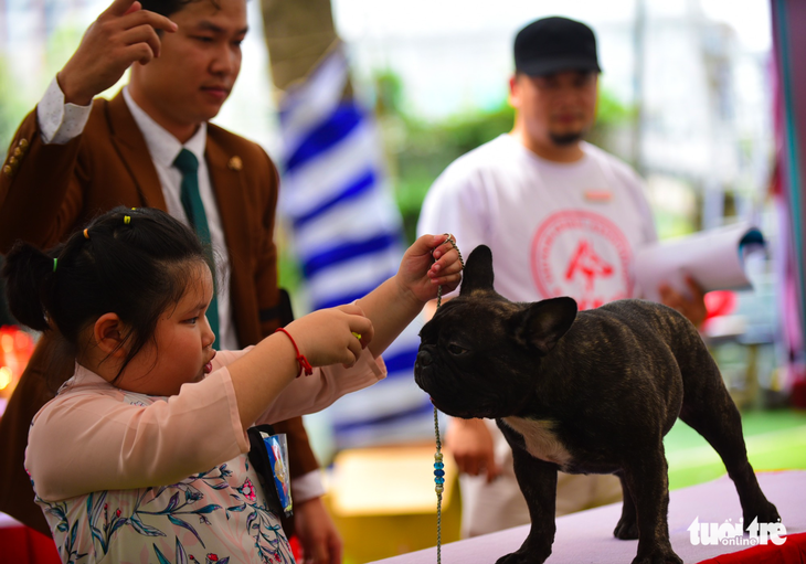 Xem cún cưng tranh tài trong Dog show 2017 tại Sài Gòn - Ảnh 9.