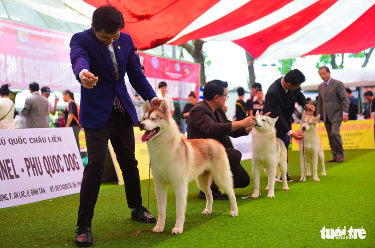 Xem cún cưng tranh tài trong Dog show 2017 tại Sài Gòn - Ảnh 10.