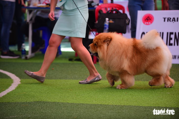 Xem cún cưng tranh tài trong Dog show 2017 tại Sài Gòn - Ảnh 15.