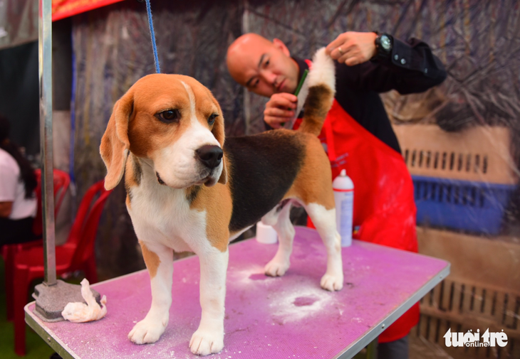 Xem cún cưng tranh tài trong Dog show 2017 tại Sài Gòn - Ảnh 4.