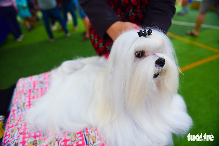 Xem cún cưng tranh tài trong Dog show 2017 tại Sài Gòn - Ảnh 17.
