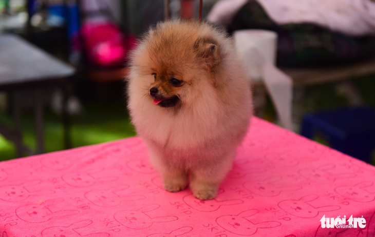 Xem cún cưng tranh tài trong Dog show 2017 tại Sài Gòn - Ảnh 6.