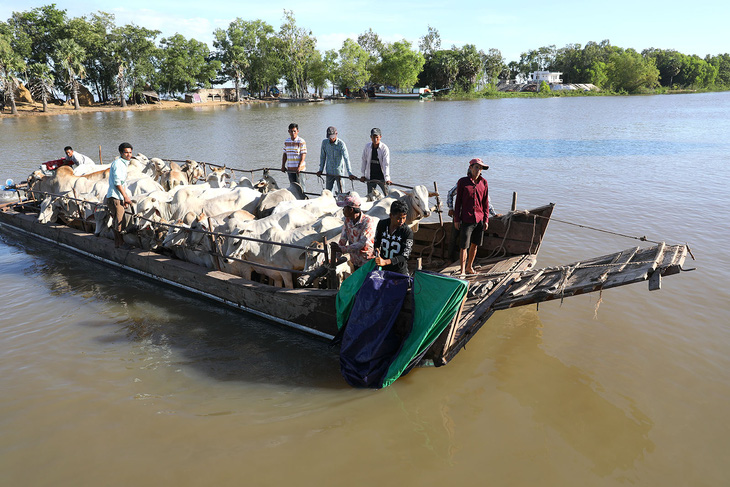 Về An Giang coi chợ bò mùa nước nổi - Ảnh 2.