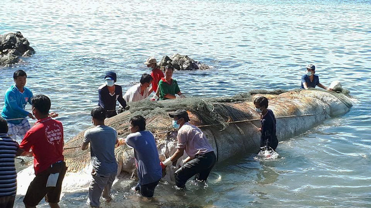 Phát hiện xác cá ông dài hơn 13 mét ngoài biển Nam Du - Ảnh 1.