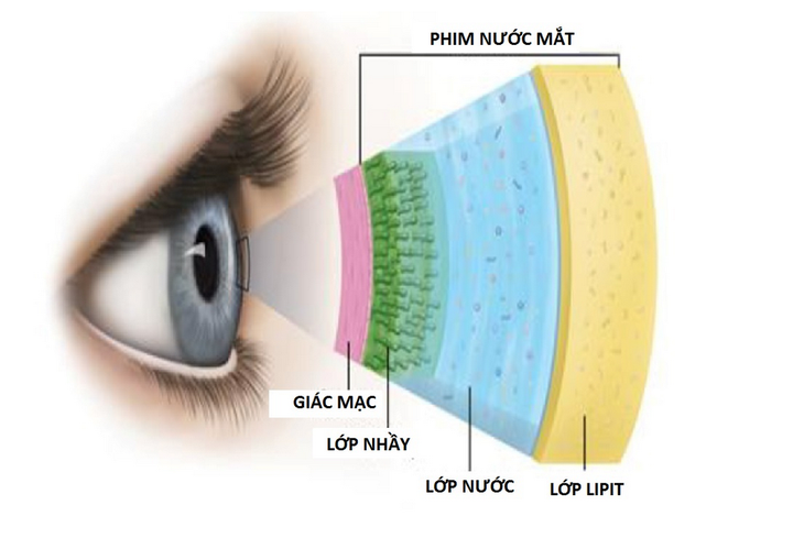 Bí mật nước mắt: Mỗi năm tạo 113 lít, nước giàu khóc nhiều hơn - Ảnh 2.