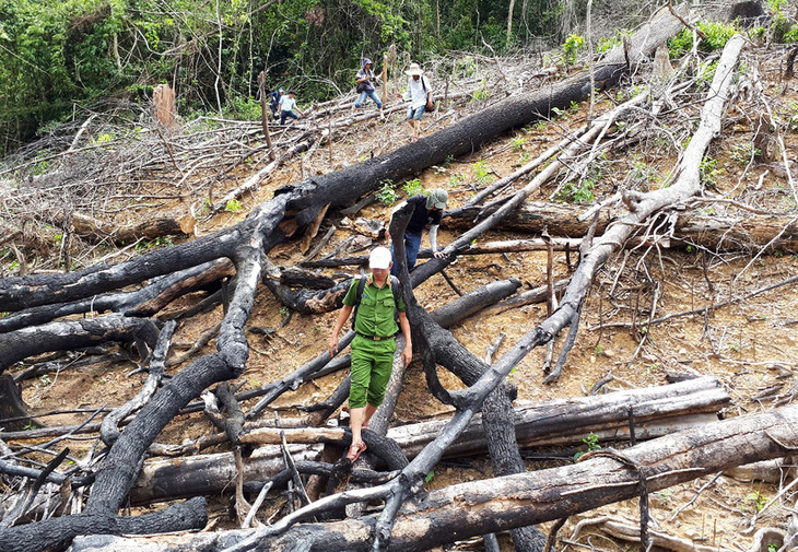 Khởi tố vụ phá rừng phòng hộ với quy mô lớn ở Quảng Nam - Ảnh 1.