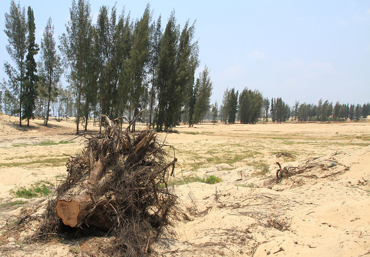 Vụ phá rừng ở Phú Yên: Thanh tra Chính phủ tiếp tục kiểm tra dự án New City - Ảnh 1.