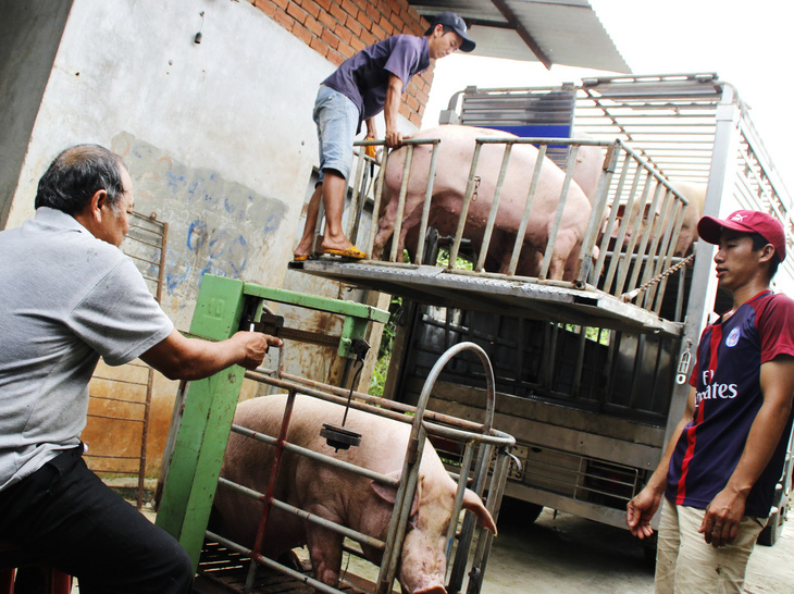 Heo hơi lao dốc, giá thịt vẫn cao - Ảnh 1.