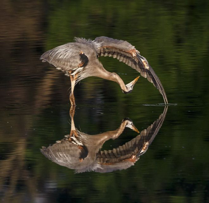 Thiên nhiên vừa gần vừa xa trong cuộc thi ảnh National Geographic - Ảnh 8.