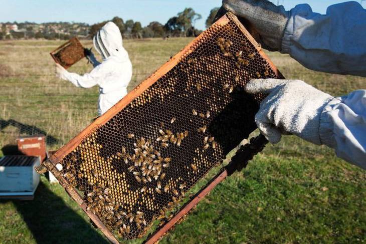 75% mật ong được lấy mẫu trên thế giới bị nhiễm thuốc trừ sâu - Ảnh 1.