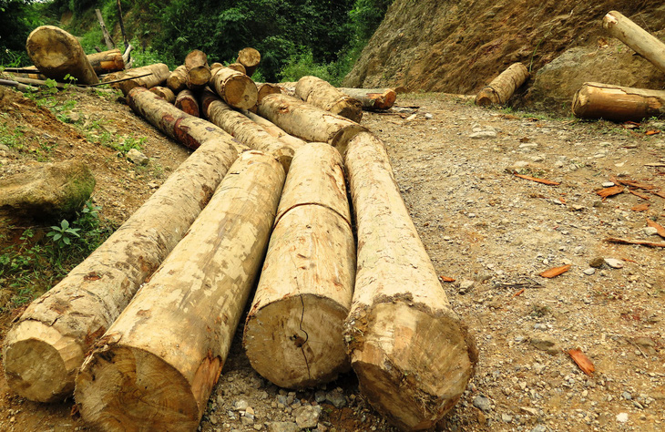 Cục Kiểm lâm vào cuộc sau loạt bài phá rừng của Tuổi Trẻ - Ảnh 6.
