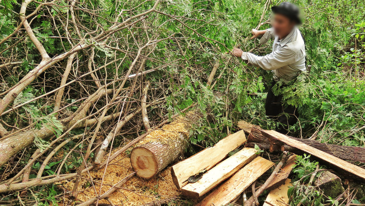 Sẽ kỷ luật cán bộ để tan nát rừng đầu nguồn Lào Cai, Yên Bái - Ảnh 5.