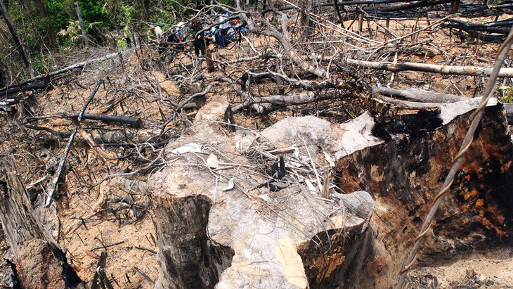 Cận cảnh vụ phá rừng phòng hộ quy mô lớn ở Quảng Nam - Ảnh 3.