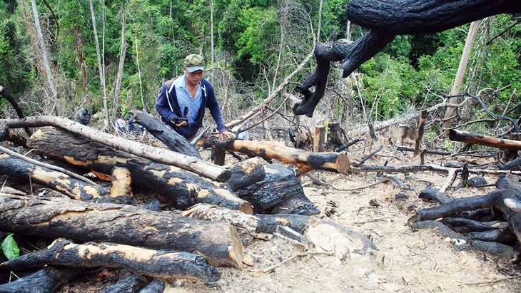 Cận cảnh vụ phá rừng phòng hộ quy mô lớn ở Quảng Nam - Ảnh 2.
