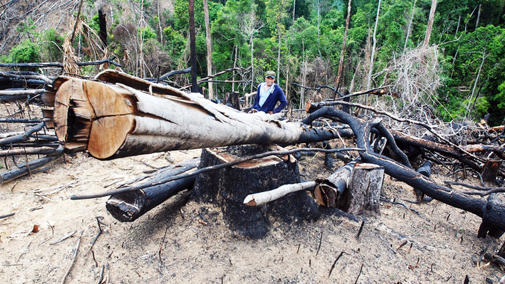 Cận cảnh vụ phá rừng phòng hộ quy mô lớn ở Quảng Nam - Ảnh 4.