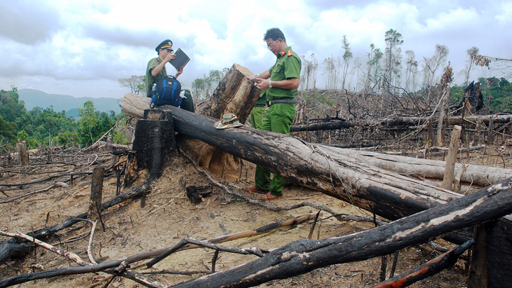 Cận cảnh vụ phá rừng phòng hộ quy mô lớn ở Quảng Nam - Ảnh 6.