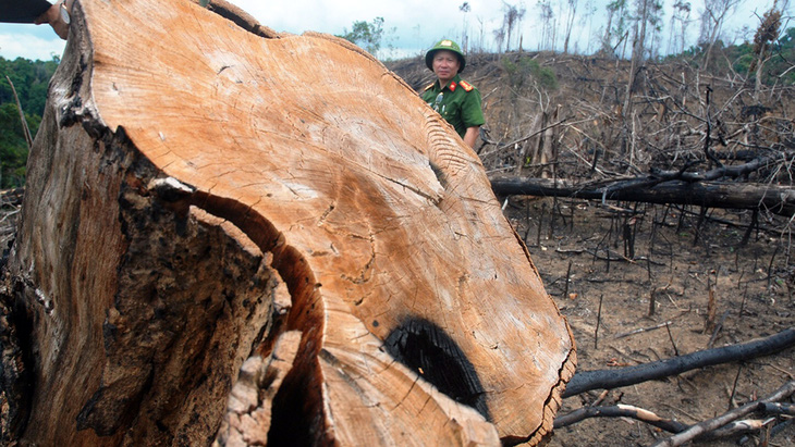 Cận cảnh vụ phá rừng phòng hộ quy mô lớn ở Quảng Nam - Ảnh 7.