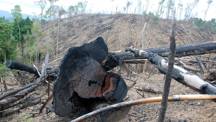 Cận cảnh vụ phá rừng phòng hộ quy mô lớn ở Quảng Nam - Ảnh 8.