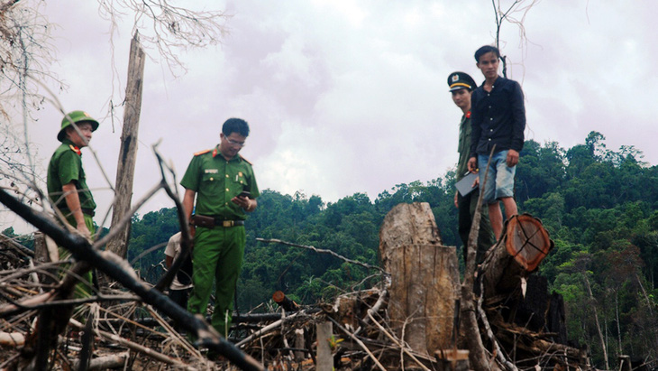 Cận cảnh vụ phá rừng phòng hộ quy mô lớn ở Quảng Nam - Ảnh 9.