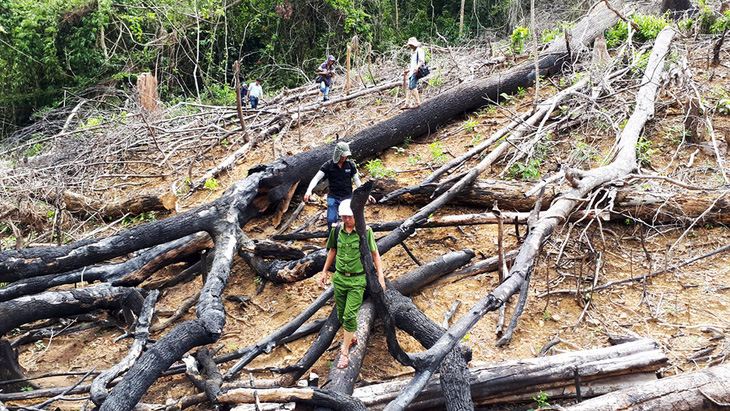 Cận cảnh vụ phá rừng phòng hộ quy mô lớn ở Quảng Nam - Ảnh 10.