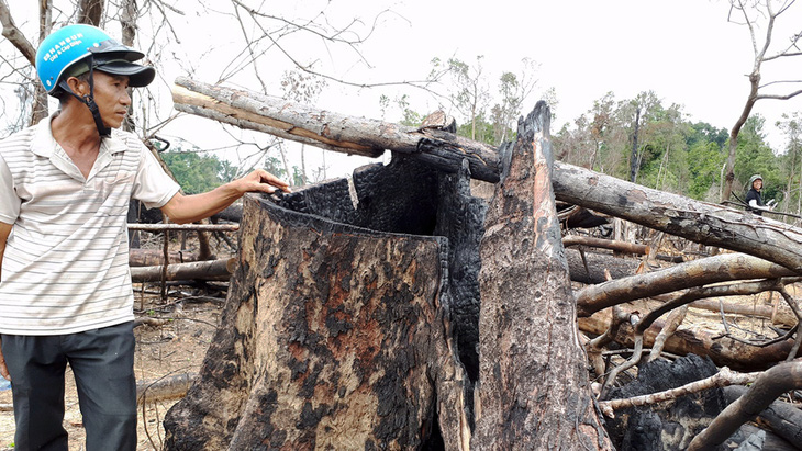 Cận cảnh vụ phá rừng phòng hộ quy mô lớn ở Quảng Nam - Ảnh 13.