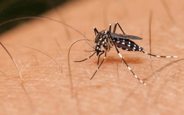 Mỹ đầu tư 100 triệu USD vào công nghệ gen diệt muỗi gây sốt rét - Ảnh 1.