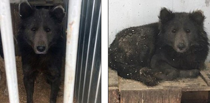 Chú chó mặt gấu gây xôn xao tại Nga - Ảnh 3.