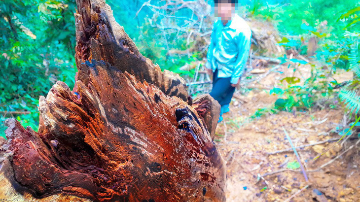 Kỷ luật khiển trách kiểm lâm để mất rừng ở Lào Cai, Yên Bái - Ảnh 2.