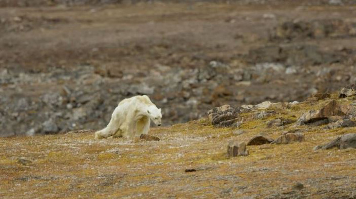 Rơi nước mắt với clip gấu Bắc Cực lục rác tìm thức ăn