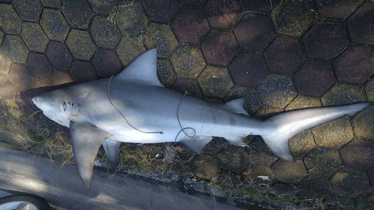 Không có chuyện cá mập tấn công người ở Hạ Long